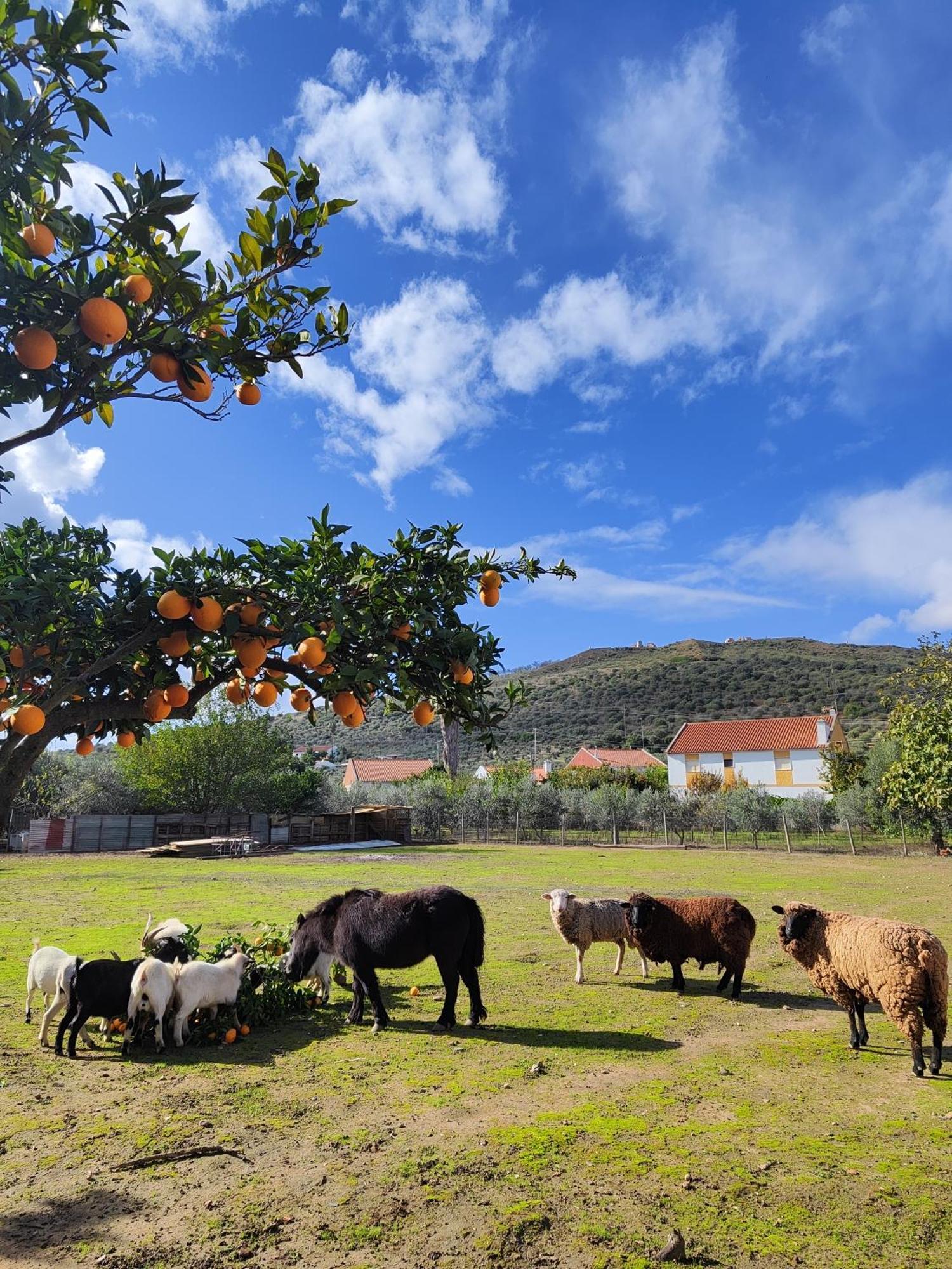 Hébergement de vacances Quinta Da Ponte Hortas 2